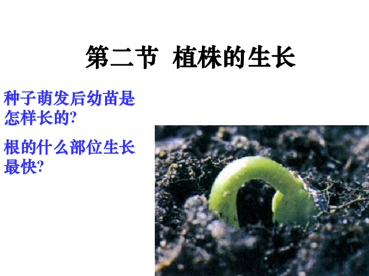 2.1植株的生长ppt课件(共28张ppt)