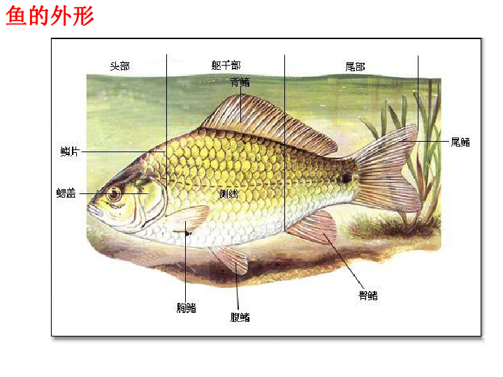 第四节 鱼(课件)下载-生物-21世纪教育网