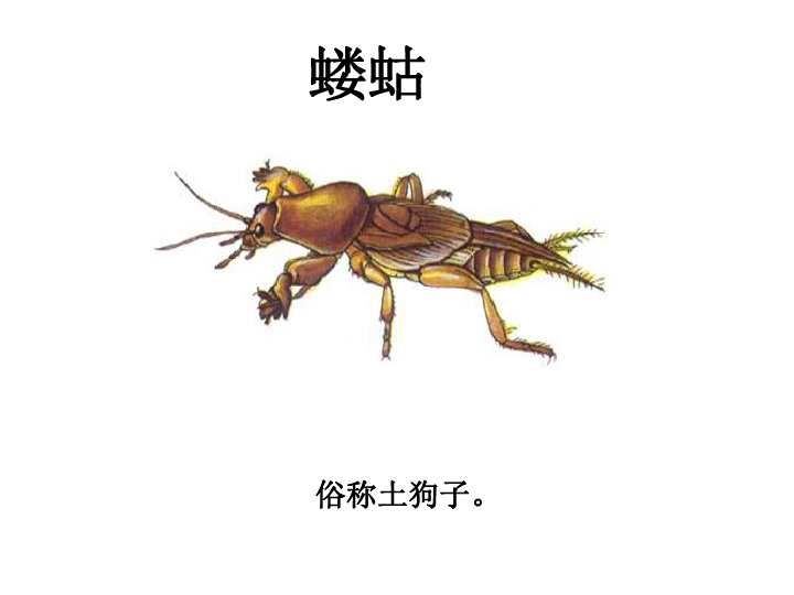 第1节 土壤里的小动物 课件(33张ppt)