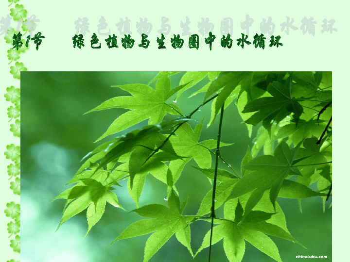 绿色植物与生物圈中的水循环课件23张ppt