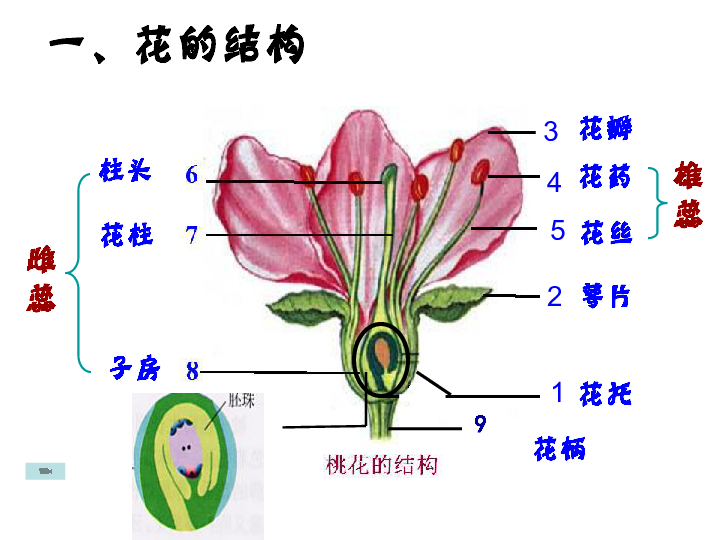 第三节开花和结果课件22ppt3flash