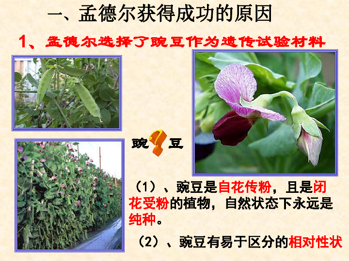 第1节孟德尔的豌豆杂交实验广东省广州市