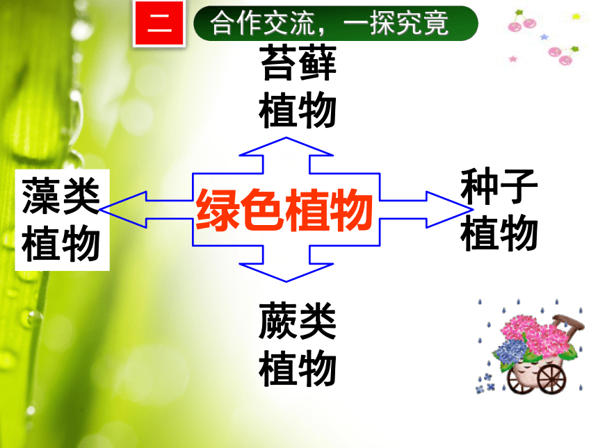 1.1 绿色植物的主要类群课件(共47张ppt)