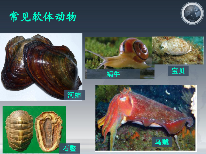 第三节 软体动物和节肢动物课件