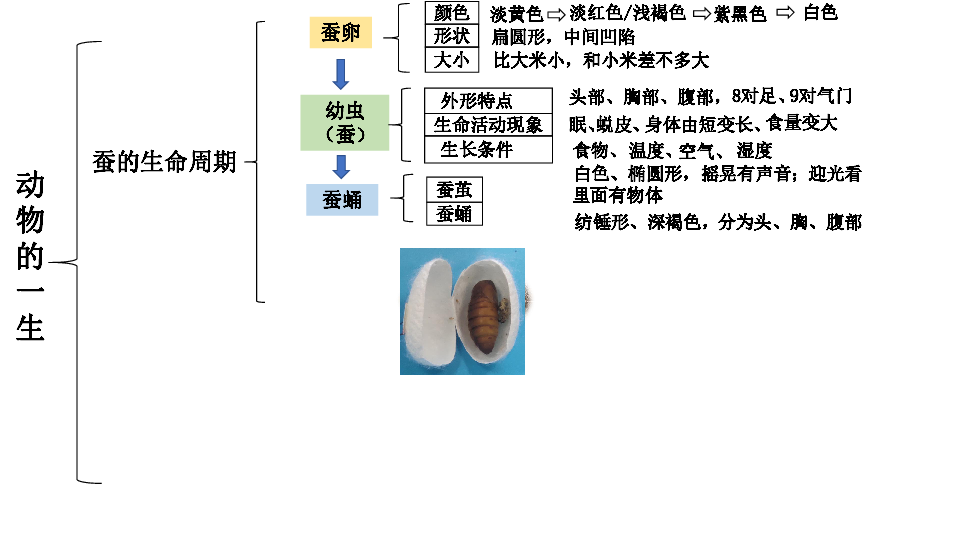 教科版科学三下第二单元动物的一生单元思维导图课件8张ppt