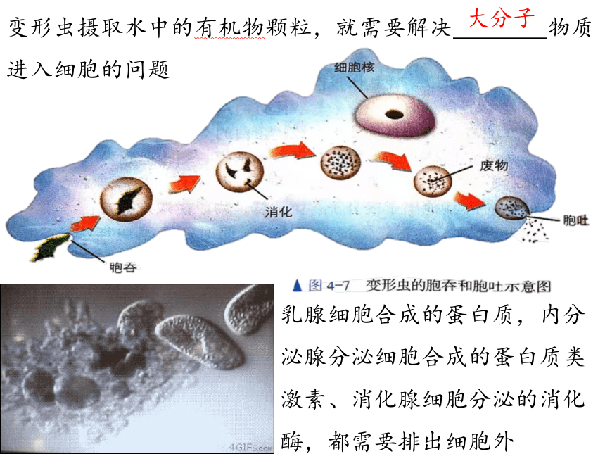 20212022学年高一上学期生物人教版必修一42主动运输与胞吞胞吐课件32