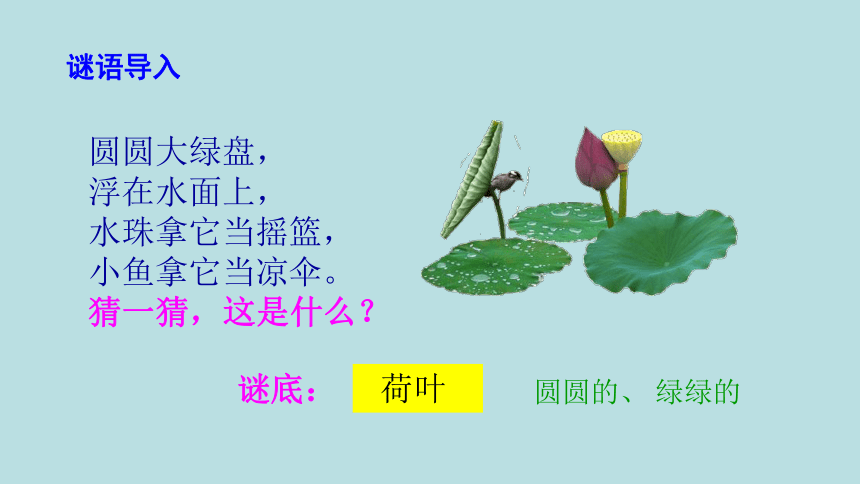 13荷叶圆圆课件共38张ppt
