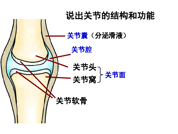 面骨松质骨密质骨质骨髓骨膜骨髓腔神经血管长骨的结构模式图第二节