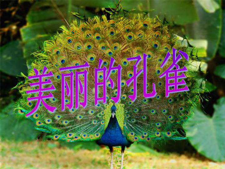 赣美版一下4美丽的孔雀课件31张幻灯片