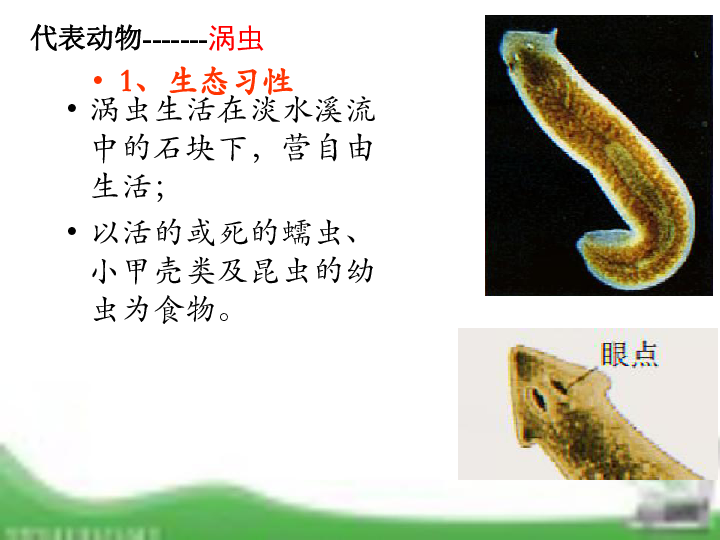 1 腔肠动物和扁形动物 第二课时 人教版八年级上册生物课件 (共16张