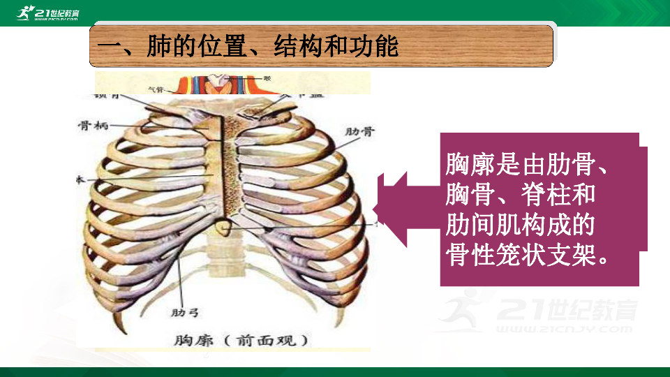 内,左右各一个胸廓是由肋骨,胸骨,脊柱和肋间肌构成的骨性笼状支架