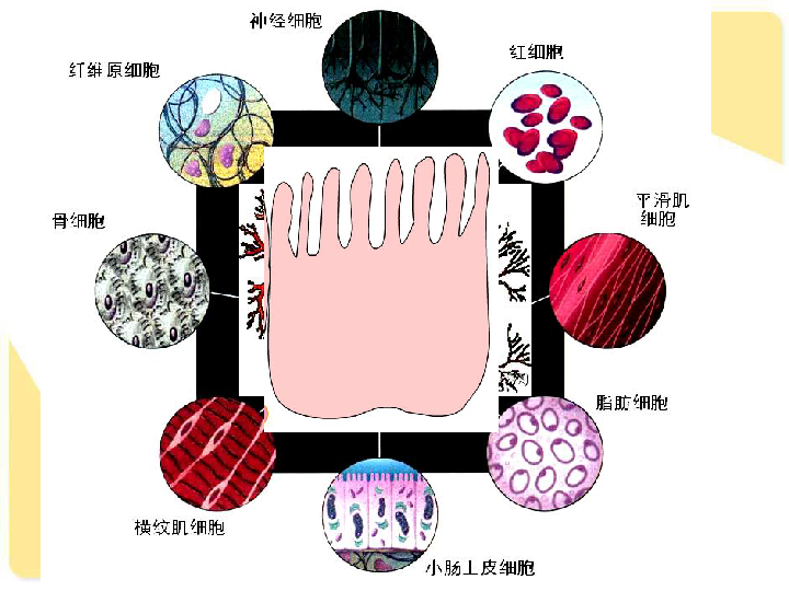 第2节 细胞的分化表皮细胞叶肉细胞贮藏细胞导管,筛管受精卵一 细胞