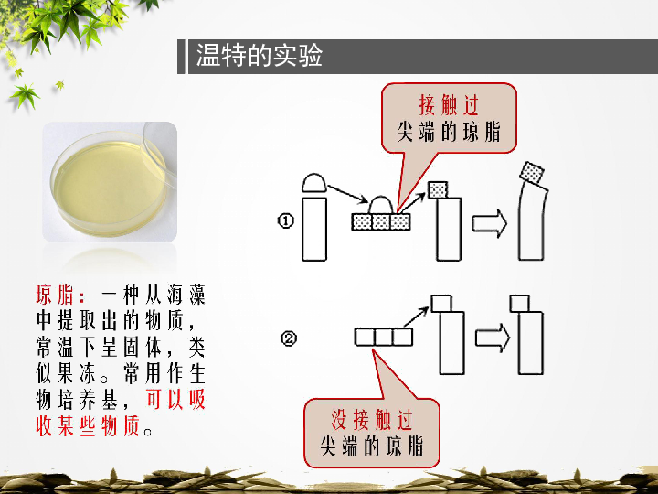 中国古代人的发现达尔文向光性实验达尔文向光性实验温特的实验生长素