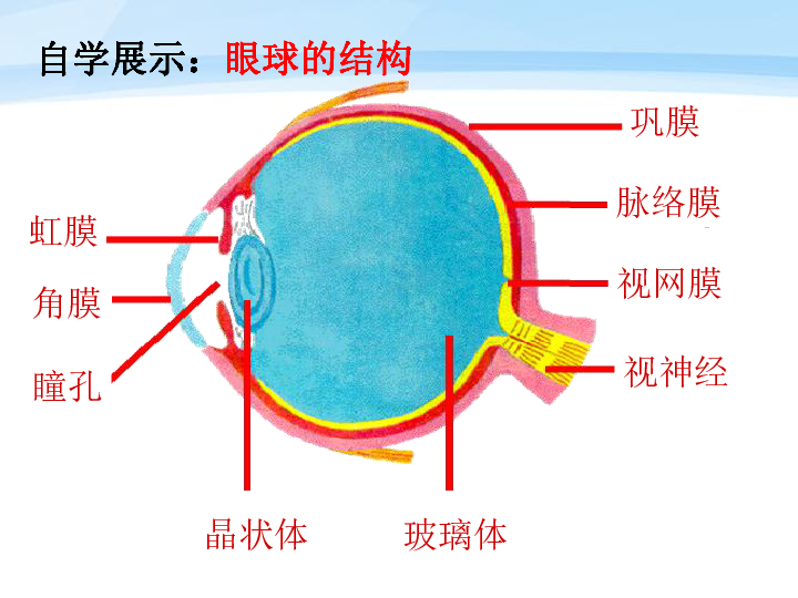 鲁科版五四制七下生物461人体对外界环境的感知课件21张ppt