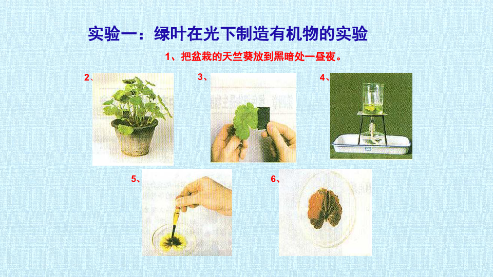 第三单元第四章 绿色植物是有机物的生产者 复习课件植物的光合作用