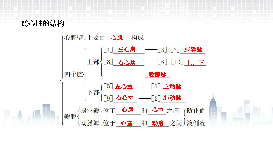 人教版七年级生物下册课件第四单元第四章第3节输送血液的泵心脏40张