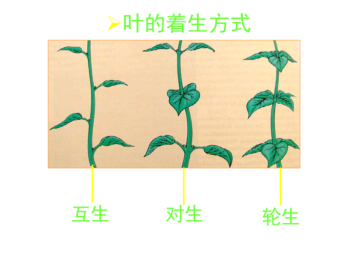 并支持叶片托叶保护幼叶一片完整的叶互生