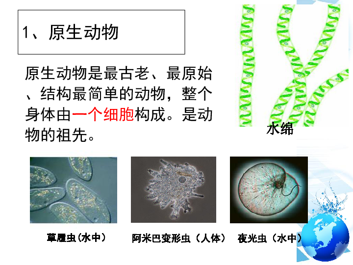 北师大版八下生物222原生生物的主要类群课件18张ppt