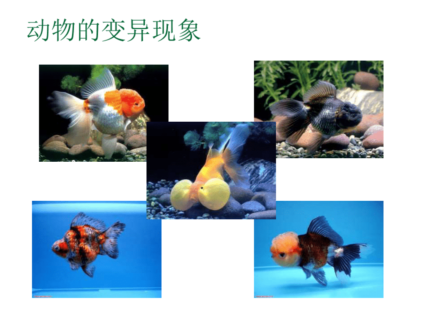 2 生物的变异现象 (课件20张ppt)