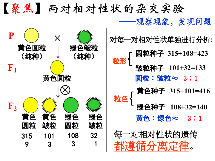 2孟德尔的豌豆杂交实验(二(共41张ppt(练习无答案)