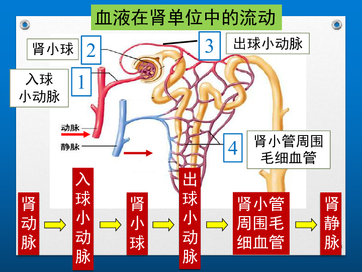 肾脏-—主要的排泄器官腹腔背面腰部脊柱两侧红褐色,似蚕豆   当血液