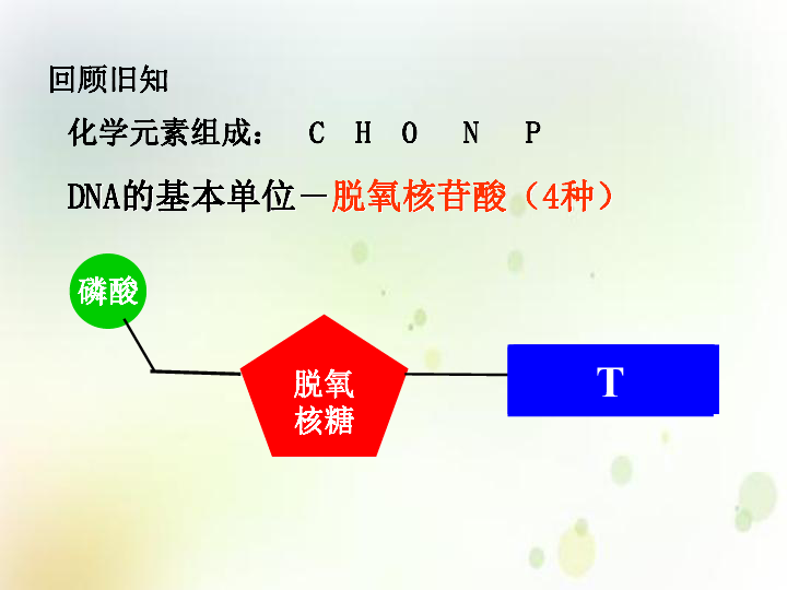 2dna分子的结构dna的基本单位-脱氧核苷酸(4种)含N碱基脱氧核糖磷酸