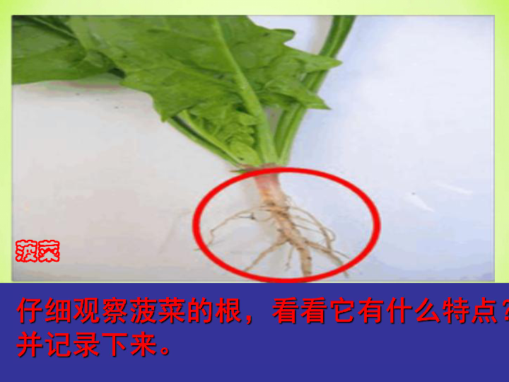 根能固定植物讨论:根是否具有吸水的作用思考:上图的验证实验里,滴入