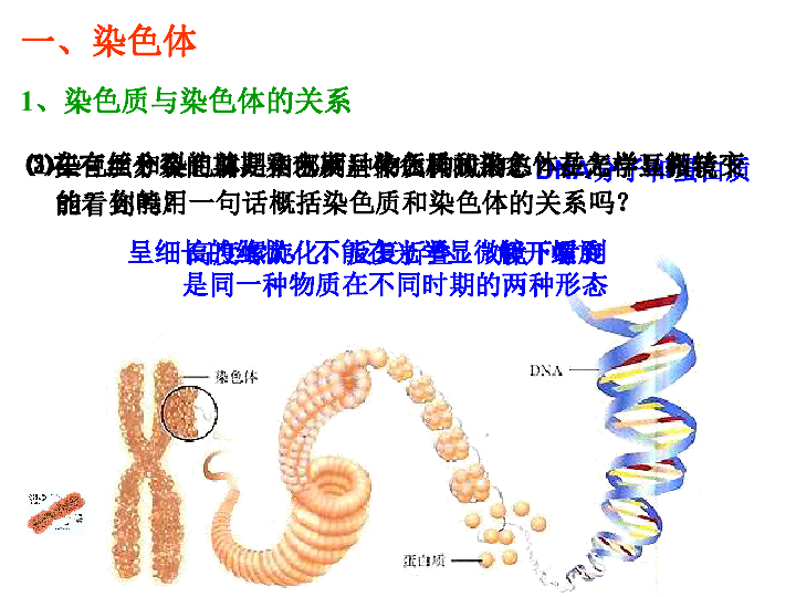 浙科版生物必修2第一节减数分裂中的染色体行为课件