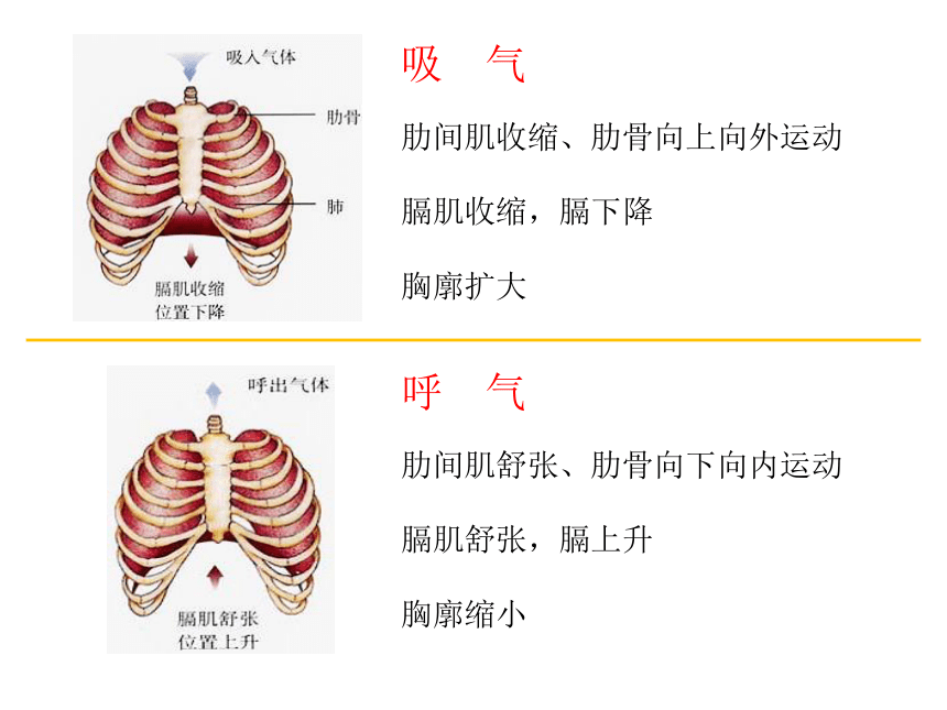 3.2 发生在肺内的气体交换2 课件(共21张ppt)