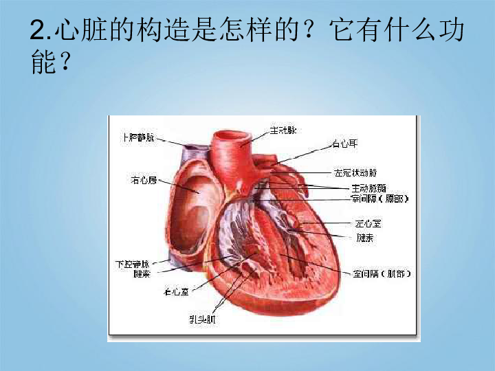 《心脏和血管》课件1
