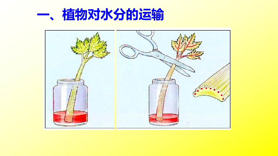 七上人教版33绿色植物与生物圈的水循环课件共34张ppt