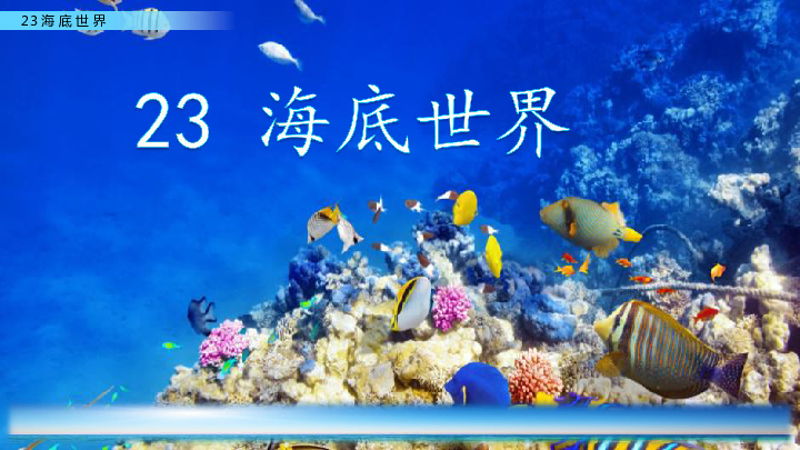 23 海底世界 (共19张)