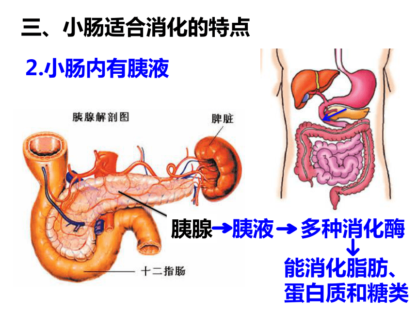 20212022学年冀少版生物七年级下册2122食物在胃肠内的消化课件共21张