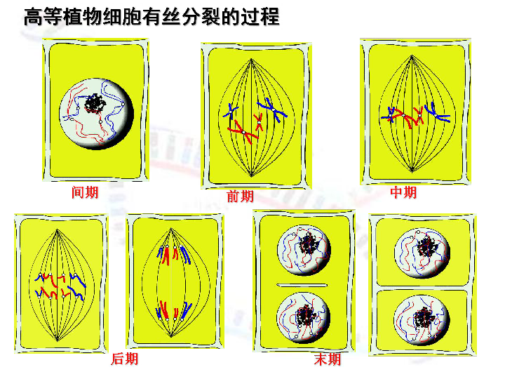 人教版高中生物必修二21减数分裂和受精作用课件