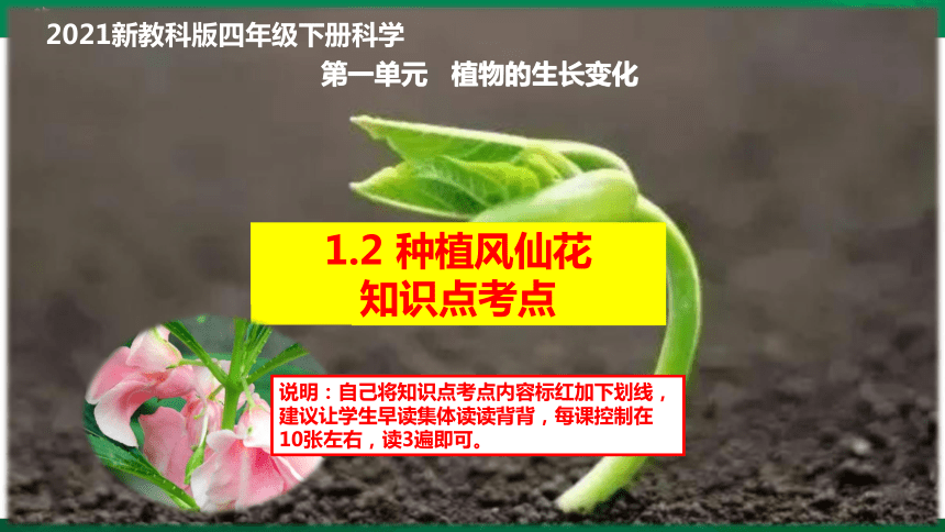 教科版四年级科学下册12种植凤仙花知识点考点课件13张ppt