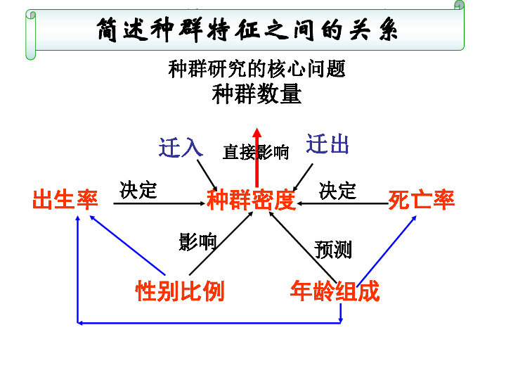 决定决定种群研究的核心问题种群数量简述种群特征之间的关系直接影响