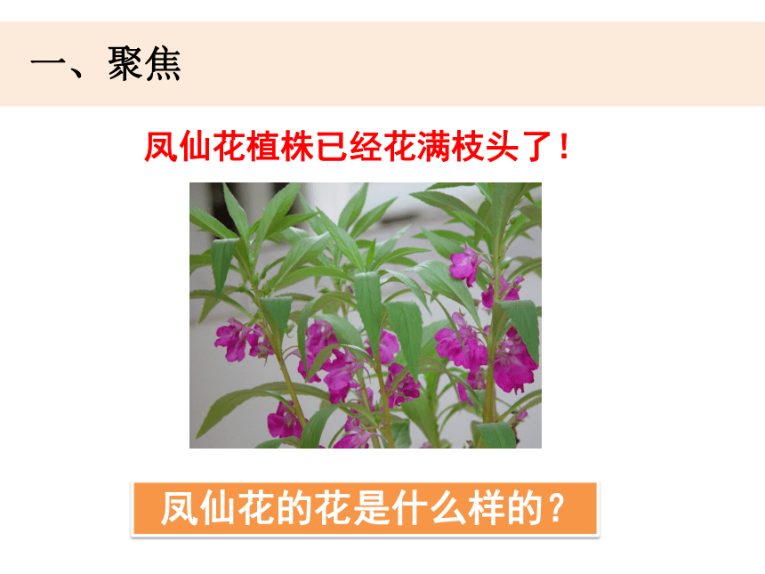 教科版2017秋四年级下册科学课件15凤仙花开花了课件共19张ppt