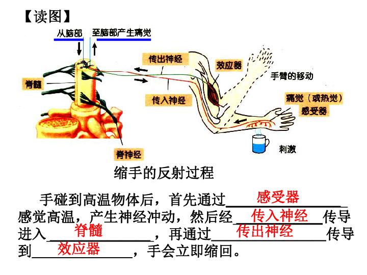 神经调节第三课时反射和反射弧上学期