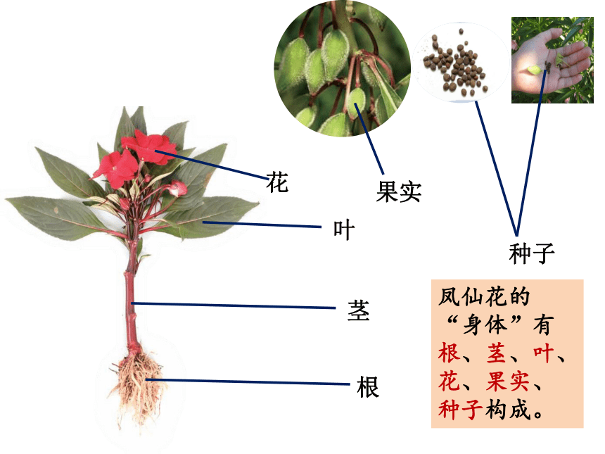 (共16张ppt)植物的生活根花叶茎果实种子凤仙花的"身体"有根,茎,叶,花