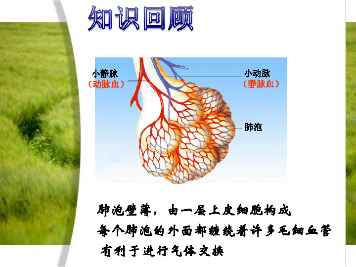 苏教版七下生物104人体内的气体交换课件18张ppt