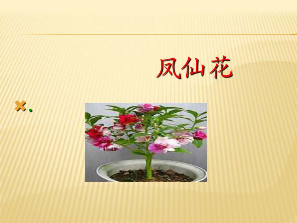 5《凤仙花》说课 课件(19张ppt)