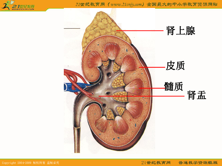 肾脏动脉膀胱尿道静脉输尿管肾上腺髓质皮质肾盂一,泌尿系统的组成