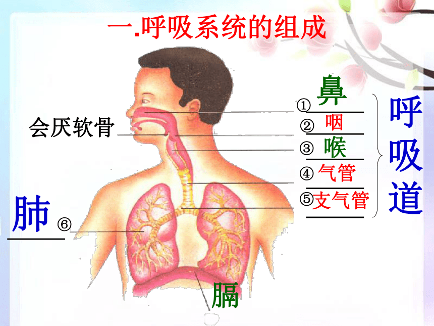 七年级下册 第四单元 生物圈中的人 第三章 人体的呼吸 第一节 呼吸道