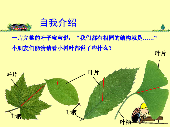 《植物的叶》课件(19张ppt)