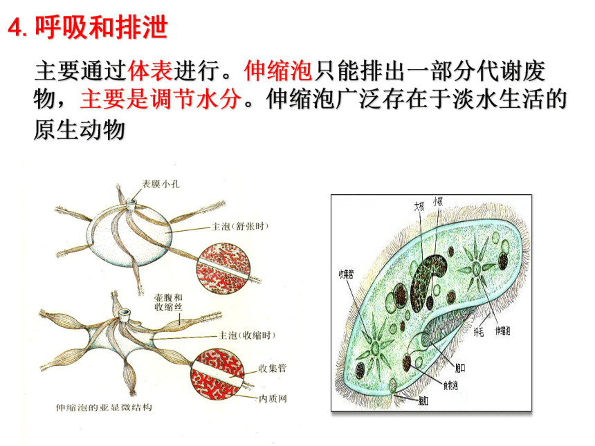 高中生物竞赛动物学教学课件第三章原生动物课件83张ppt