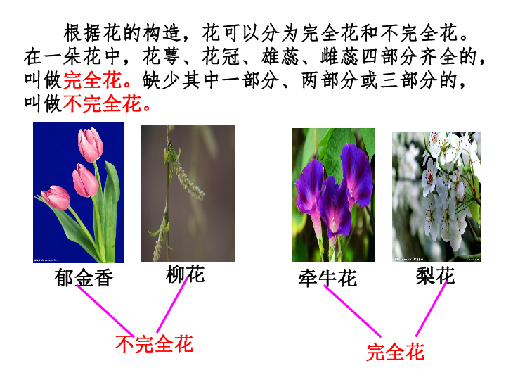 种子发芽了14植物的"分身术"雄蕊雌蕊花冠花萼花的结构11.