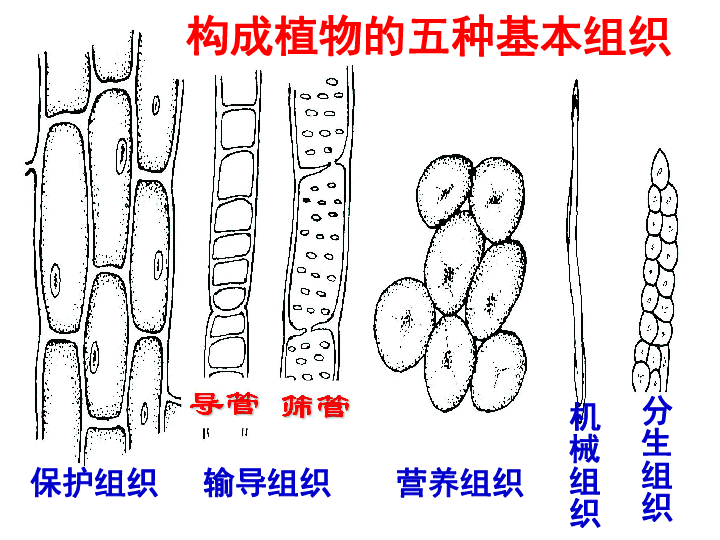 第三节生物体的结构层次动植物组织
