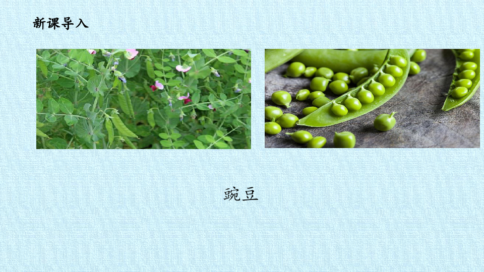 二年级下册科学课件9种豆子冀人版共17张ppt