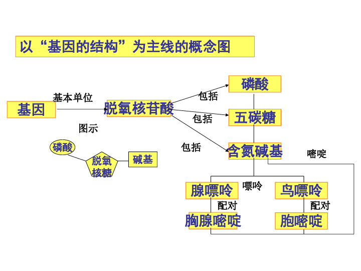 人教版高一生物必修二51基因突变和基因重组课件共42张ppt