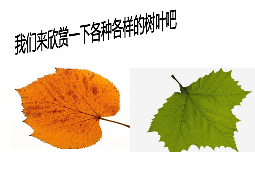 我们来欣赏一下各种各样的树叶吧摸摸你们准备的叶片,发现和你们画得